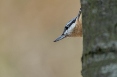 Iedere dag komen er een tweetal boomklevers in onze tuin en snoepen van het vet op de voedertafel. In veel gevallen klauteren ze eerst op en om een boompje heen. Aantal foto's kunnen nemen maar vond deze wel leuk zo van achter het boompje met de achtergrond in geeloranje kleur.