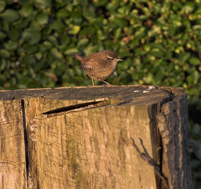 Het late avondlicht viel mooi op deze vlugge bezoeker in de tuin. Nog niet 100% scherp maar het is een begin. Ik hou hem in de gaten!!