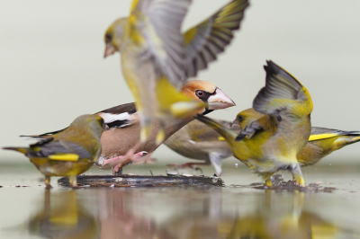 <i class='fa fa-user'></i> corvanspijk |   Appelvink  <i class='fa fa-eye'> 272</i>  <i class='fa fa-thumbs-up'> 1</i>   <i class='fa fa-comment-o'> 3</i>