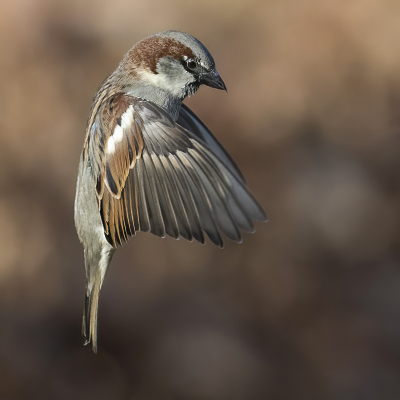 <i class='fa fa-user'></i> Fred |   Huismus  <i class='fa fa-eye'> 292</i>  <i class='fa fa-thumbs-up'> 23</i>   <i class='fa fa-comment-o'> 13</i>