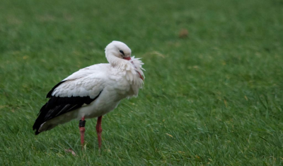 Mooie zwart witte vogel die bij elk altijd wel een glimlach op het gezicht tovert.
Foto genomen met behoorlijk wat wind.