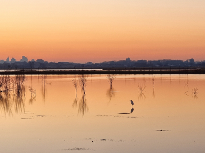 <i class='fa fa-user'></i> PascalK |   Grote Zilverreiger  <i class='fa fa-eye'> 187</i>  <i class='fa fa-thumbs-up'> 8</i>   <i class='fa fa-comment-o'> 23</i>