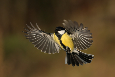 <i class='fa fa-user'></i> Gejo Wassink |   Koolmees  <i class='fa fa-eye'> 305</i>  <i class='fa fa-thumbs-up'> 24</i>   <i class='fa fa-comment-o'> 13</i>