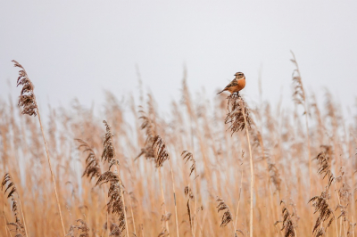 <i class='fa fa-user'></i> jacolienl |   Roodborsttapuit  <i class='fa fa-eye'> 101</i>  <i class='fa fa-thumbs-up'> 2</i>   <i class='fa fa-comment-o'> 19</i>