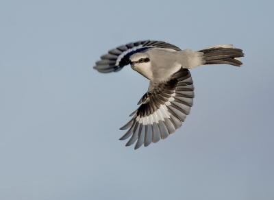 <i class='fa fa-user'></i> Hillebrand Keun |   Klapekster  <i class='fa fa-eye'> 389</i>  <i class='fa fa-thumbs-up'> 28</i>   <i class='fa fa-comment-o'> 11</i>