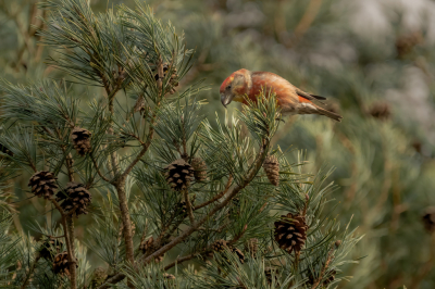 <i class='fa fa-user'></i> wouterroepel |   Grote Kruisbek  <i class='fa fa-eye'> 99</i>   <i class='fa fa-comment-o'> 20</i>