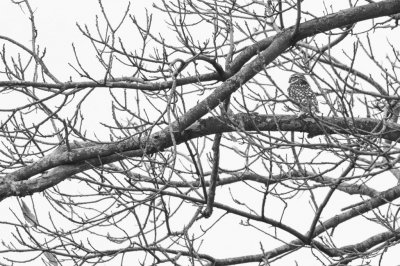 <i class='fa fa-user'></i> StevenGeurts |   Steenuil  <i class='fa fa-eye'> 101</i>  <i class='fa fa-thumbs-up'> 1</i>   <i class='fa fa-comment-o'> 19</i>