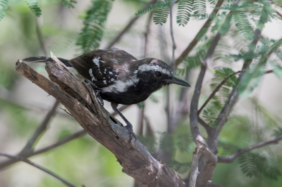 <i class='fa fa-user'></i> Paul van Giersbergen |   Noordelijke Witbandmiersluiper  <i class='fa fa-eye'> 113</i>   <i class='fa fa-comment-o'> 0</i>