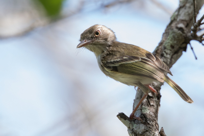 <i class='fa fa-user'></i> Paul van Giersbergen |   Witbuiktodietiran  <i class='fa fa-eye'> 142</i>  <i class='fa fa-thumbs-up'> 1</i>   <i class='fa fa-comment-o'> 1</i>