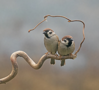 <i class='fa fa-user'></i> Krijn Dijkema |   Ringmus  <i class='fa fa-eye'> 371</i>  <i class='fa fa-thumbs-up'> 30</i>   <i class='fa fa-comment-o'> 13</i>