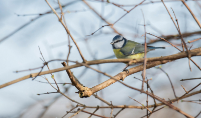 <i class='fa fa-user'></i> Freddy69 |   Pimpelmees  <i class='fa fa-eye'> 78</i>   <i class='fa fa-comment-o'> 19</i>