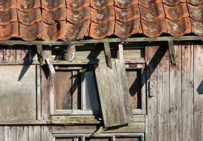 <i class='fa fa-user'></i> nelappelmelk |   Steenuil  <i class='fa fa-eye'> 182</i>  <i class='fa fa-thumbs-up'> 8</i>   <i class='fa fa-comment-o'> 22</i>