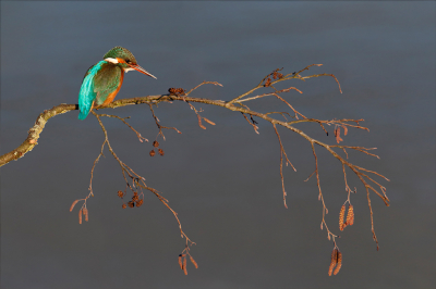 <i class='fa fa-user'></i> Gejo Wassink |   IJsvogel  <i class='fa fa-eye'> 119</i>  <i class='fa fa-thumbs-up'> 5</i>   <i class='fa fa-comment-o'> 20</i>