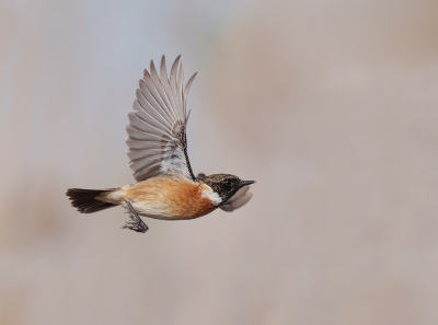 <i class='fa fa-user'></i> Jurgen Maassen |   Roodborsttapuit  <i class='fa fa-eye'> 274</i>  <i class='fa fa-thumbs-up'> 22</i>   <i class='fa fa-comment-o'> 8</i>