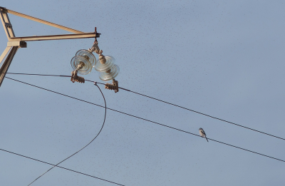 <i class='fa fa-user'></i> Jurgen Maassen |   Iberische Klapekster  <i class='fa fa-eye'> 98</i>   <i class='fa fa-comment-o'> 21</i>