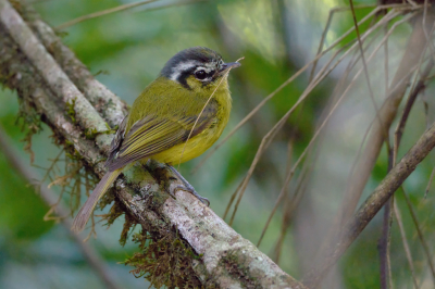 <i class='fa fa-user'></i> Martjan Lammertink |   Temmincks Looftiran  <i class='fa fa-eye'> 156</i>  <i class='fa fa-thumbs-up'> 4</i>   <i class='fa fa-comment-o'> 0</i>