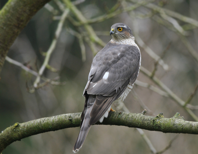 Weinig te beleven in de tuin en ook onderweg. Waarom zien we toch zo weinig? Nog maar weer eens grasduinen dan in het archief.  Op deze dag klopte mijn hart sneller van deze vrouwtjes Sperwer. De dag daarvoor was op dezelfde plek een mannetje  gaan zitten. Daarvan heb ik  december een foto  ingestuurd. Toont wel aardig het verschil aan.....

Willy