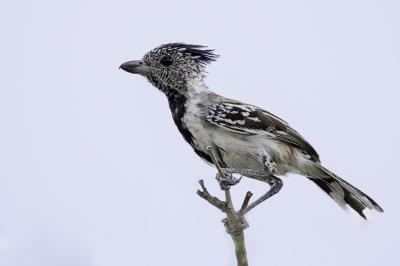 <i class='fa fa-user'></i> Paul van Giersbergen |   Zwartkuifmierklauwier  <i class='fa fa-eye'> 170</i>  <i class='fa fa-thumbs-up'> 5</i>   <i class='fa fa-comment-o'> 1</i>