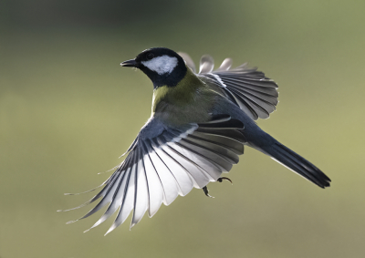 <i class='fa fa-user'></i> Bert Ooms |   Koolmees  <i class='fa fa-eye'> 210</i>  <i class='fa fa-thumbs-up'> 15</i>   <i class='fa fa-comment-o'> 9</i>