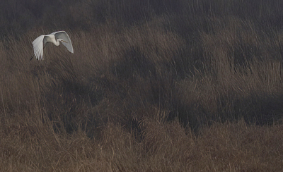 <i class='fa fa-user'></i> Fred |   Grote Zilverreiger  <i class='fa fa-eye'> 95</i>  <i class='fa fa-thumbs-up'> 1</i>   <i class='fa fa-comment-o'> 22</i>