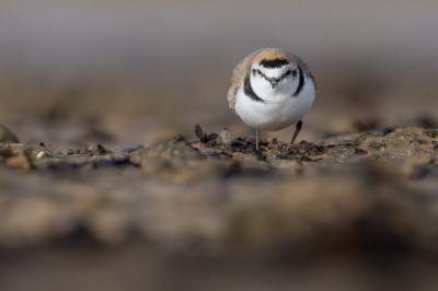 <i class='fa fa-user'></i> Hans Overduin |   Strandplevier  <i class='fa fa-eye'> 257</i>  <i class='fa fa-thumbs-up'> 10</i>   <i class='fa fa-comment-o'> 8</i>