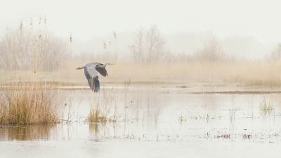 <i class='fa fa-user'></i> corvanspijk | Blauwe Reiger  <i class='fa fa-eye'> 423</i>  <i class='fa fa-thumbs-up'> 16</i>   <i class='fa fa-comment-o'> 24</i>