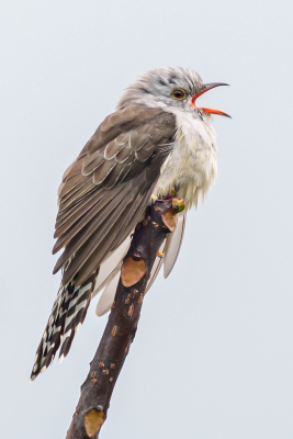 <i class='fa fa-user'></i> GeertN |   Piet-van-Vliet  <i class='fa fa-eye'> 230</i>  <i class='fa fa-thumbs-up'> 2</i>   <i class='fa fa-comment-o'> 8</i>