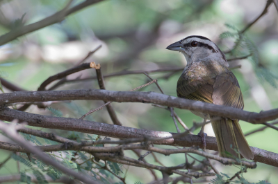 <i class='fa fa-user'></i> Paul van Giersbergen |   Tocuyugors  <i class='fa fa-eye'> 109</i>   <i class='fa fa-comment-o'> 1</i>