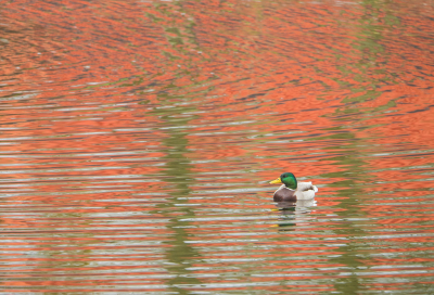 <i class='fa fa-user'></i> Truus Aletta Maan |   Wilde Eend  <i class='fa fa-eye'> 153</i>  <i class='fa fa-thumbs-up'> 2</i>   <i class='fa fa-comment-o'> 21</i>