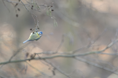 <i class='fa fa-user'></i> Wil Doorn-Meijne |   Pimpelmees  <i class='fa fa-eye'> 147</i>  <i class='fa fa-thumbs-up'> 5</i>   <i class='fa fa-comment-o'> 20</i>