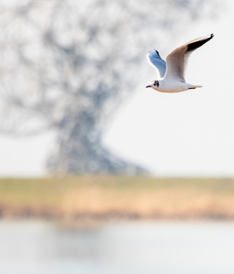 <i class='fa fa-user'></i> Erna Koelman |   Kokmeeuw  <i class='fa fa-eye'> 140</i>   <i class='fa fa-comment-o'> 19</i>