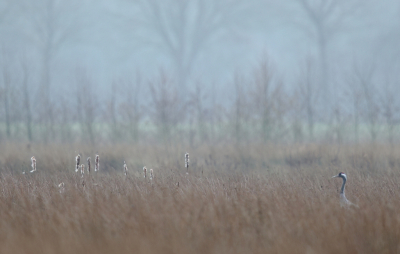 <i class='fa fa-user'></i> horneman69 |   Kraanvogel  <i class='fa fa-eye'> 219</i>  <i class='fa fa-thumbs-up'> 7</i>   <i class='fa fa-comment-o'> 22</i>