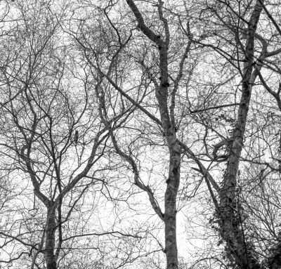 <i class='fa fa-user'></i> Bert Ooms |   Ransuil  <i class='fa fa-eye'> 159</i>  <i class='fa fa-thumbs-up'> 1</i>   <i class='fa fa-comment-o'> 19</i>