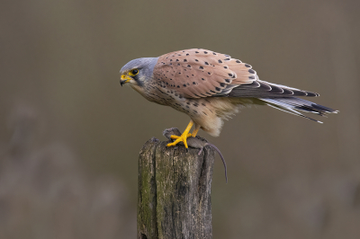 Koppeltje torenvalken bij de nestkast, zo vroeg in het voorjaar en toch die dag meerdere keren de paringen gezien.