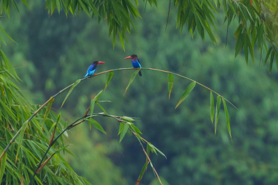 <i class='fa fa-user'></i> GeertN |   Smyrnaijsvogel  <i class='fa fa-eye'> 154</i>  <i class='fa fa-thumbs-up'> 6</i>   <i class='fa fa-comment-o'> 21</i>