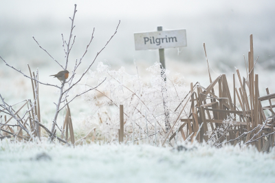 <i class='fa fa-user'></i> Vincent Vuik |   Roodborst  <i class='fa fa-eye'> 151</i>  <i class='fa fa-thumbs-up'> 3</i>   <i class='fa fa-comment-o'> 21</i>