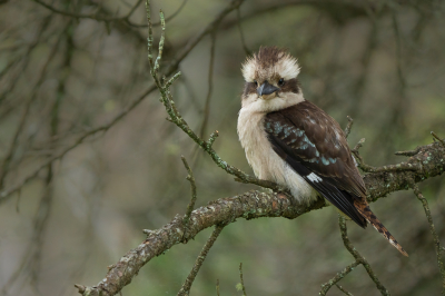 <i class='fa fa-user'></i> Vincent Vuik | Kookaburra  <i class='fa fa-eye'> 283</i>  <i class='fa fa-thumbs-up'> 18</i>   <i class='fa fa-comment-o'> 15</i>