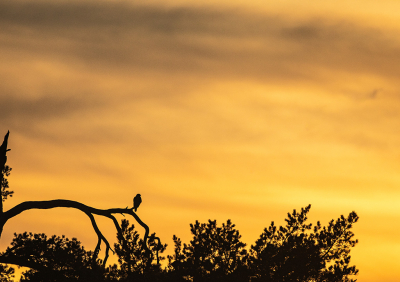 <i class='fa fa-user'></i> Alex Roetemeijer |   Buizerd  <i class='fa fa-eye'> 111</i>  <i class='fa fa-thumbs-up'> 2</i>   <i class='fa fa-comment-o'> 18</i>