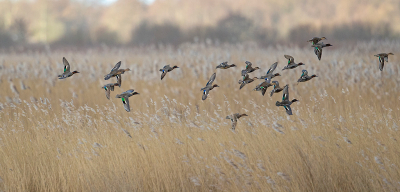 <i class='fa fa-user'></i> anevanrees |   Wintertaling  <i class='fa fa-eye'> 113</i>  <i class='fa fa-thumbs-up'> 1</i>   <i class='fa fa-comment-o'> 18</i>