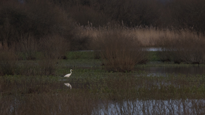 <i class='fa fa-user'></i> Gert-Jan Cromwijk | Grote Zilverreiger  <i class='fa fa-eye'> 108</i>  <i class='fa fa-thumbs-up'> 1</i>   <i class='fa fa-comment-o'> 19</i>