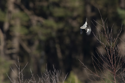 <i class='fa fa-user'></i> Ruud Scherpenisse |   Klapekster  <i class='fa fa-eye'> 113</i>  <i class='fa fa-thumbs-up'> 2</i>   <i class='fa fa-comment-o'> 19</i>