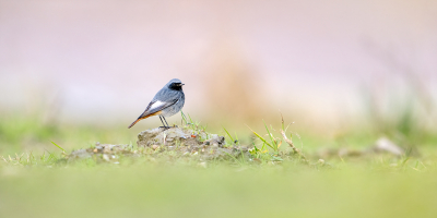 <i class='fa fa-user'></i> kevinhollmann |   Zwarte Roodstaart  <i class='fa fa-eye'> 135</i>  <i class='fa fa-thumbs-up'> 5</i>   <i class='fa fa-comment-o'> 19</i>