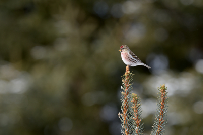 <i class='fa fa-user'></i> jan Luit |   Grote Barmsijs  <i class='fa fa-eye'> 115</i>  <i class='fa fa-thumbs-up'> 3</i>   <i class='fa fa-comment-o'> 18</i>