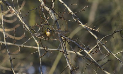 <i class='fa fa-user'></i> josephine |   Vuurgoudhaan  <i class='fa fa-eye'> 118</i>   <i class='fa fa-comment-o'> 20</i>