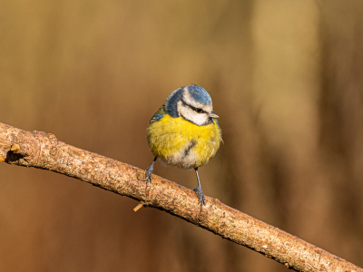 Een vogel in zijn omgeving. Deze mees zat mooi vrij en rustig op de tak zijn omgeving waar te nemen.
deelname aan maandopdracht.