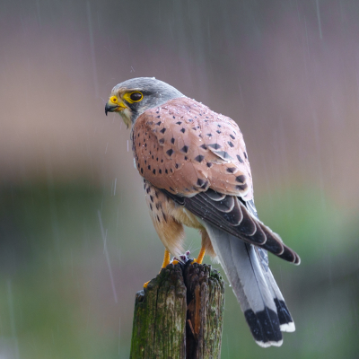 <i class='fa fa-user'></i> John_Jak |   Torenvalk  <i class='fa fa-eye'> 233</i>  <i class='fa fa-thumbs-up'> 5</i>   <i class='fa fa-comment-o'> 2</i>