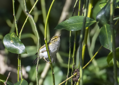 Gewacht om naar deze Pallas' Boszanger te gaan kijken totdat er een mooie zonnige dag aanbrak om zodoende beter licht te hebben voor het fotograferen van deze vogel. Is wel een risico dat je de vogel net kunt missen, aangezien deze Pallas' Boszanger er al een aantal weken zit en wellicht daar niet heel lang meer zal blijven. Donker parkje en de vogel zat een aantal malen dan ook op donkere plekken. Totdat hij/zij in de klimop in vloog precies toen de zon tussen de takken en bladeren doorscheen op de klimop. Daar heb ik deze leuke foto aan overgehouden.