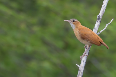 <i class='fa fa-user'></i> Paul van Giersbergen |   Caribische Ovenvogel  <i class='fa fa-eye'> 140</i>   <i class='fa fa-comment-o'> 0</i>