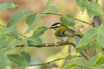 Het vuurgoudhaantje is misschien wel mijn favoriete vogeltje. Ieder jaar overwinteren er wel een paar hier in het bos. Deze kwam even in het laagstaande zonnetje tussen de herstkleuren zitten.