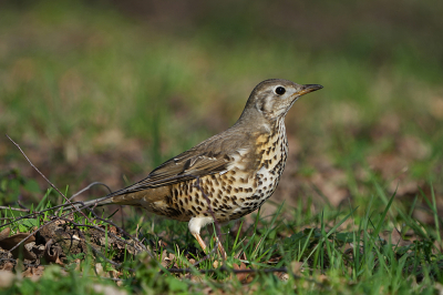 <i class='fa fa-user'></i> david ruijs |   Grote Lijster  <i class='fa fa-eye'> 207</i>  <i class='fa fa-thumbs-up'> 4</i>   <i class='fa fa-comment-o'> 4</i>